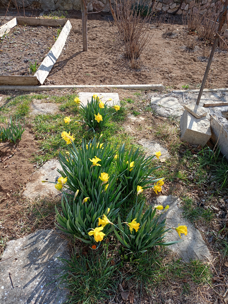 Нарциссы ожили.