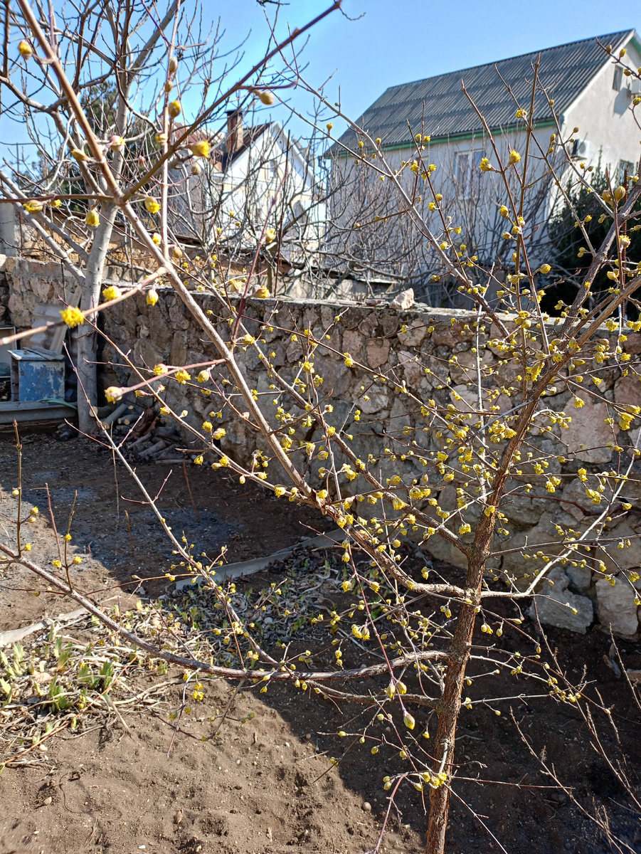 Зацвел кизил.