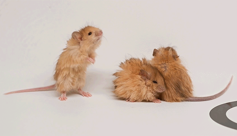 Те самые три мышонка. Это первое поколение шерстистых мышей. 