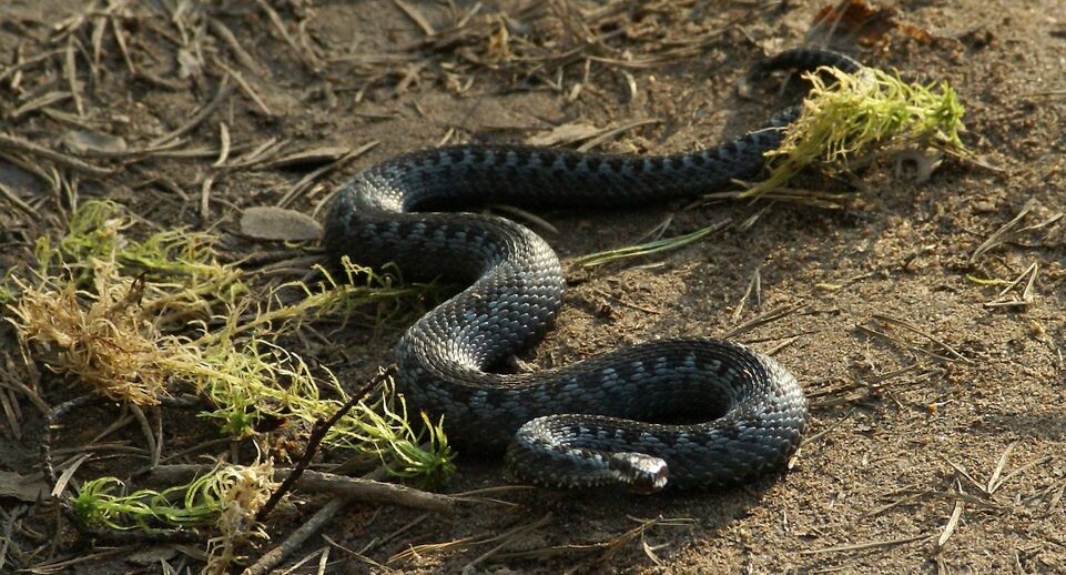    Aleksey Smyshlyaev/Global Look Press / www.globallookpress.com