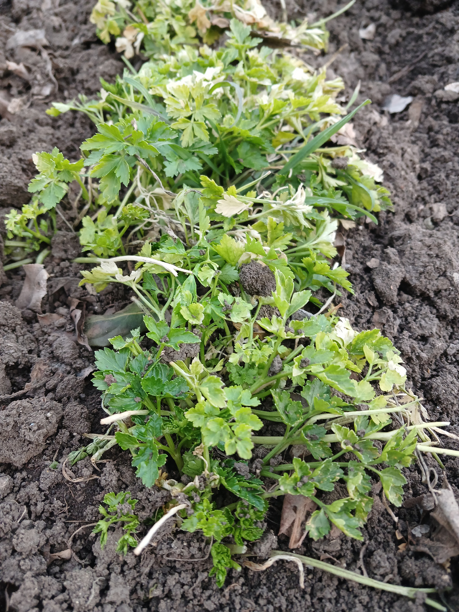 Реанимированная петрушка