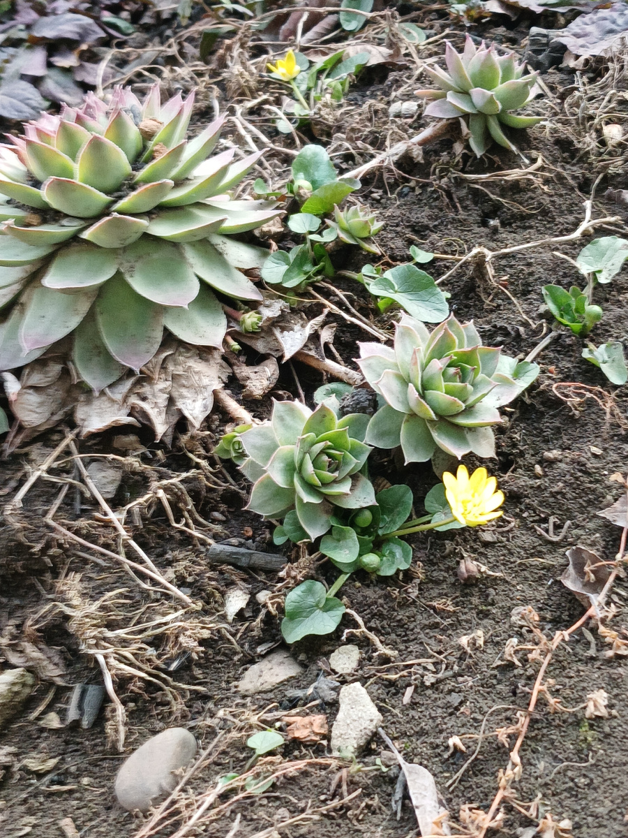 Было замечено новое  цветение