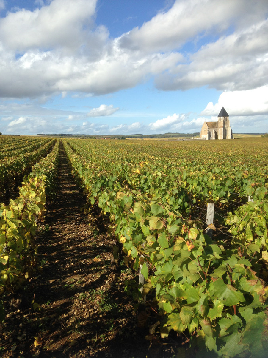 Виноградники хозяйства Domaine Gueguen. Шабли, Бургундия, Франция