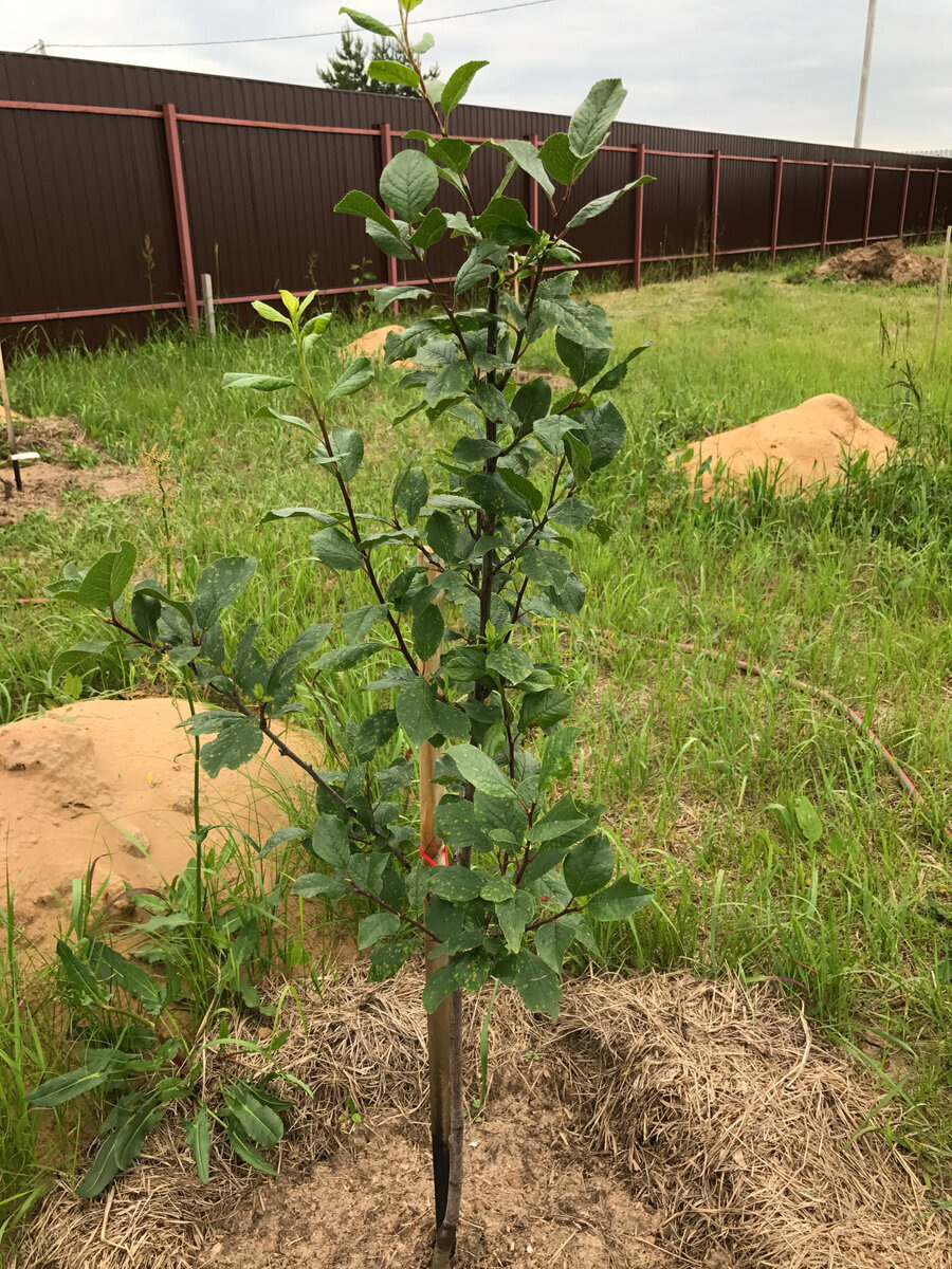 12.07.2017 год посадки - высота около 1 метра