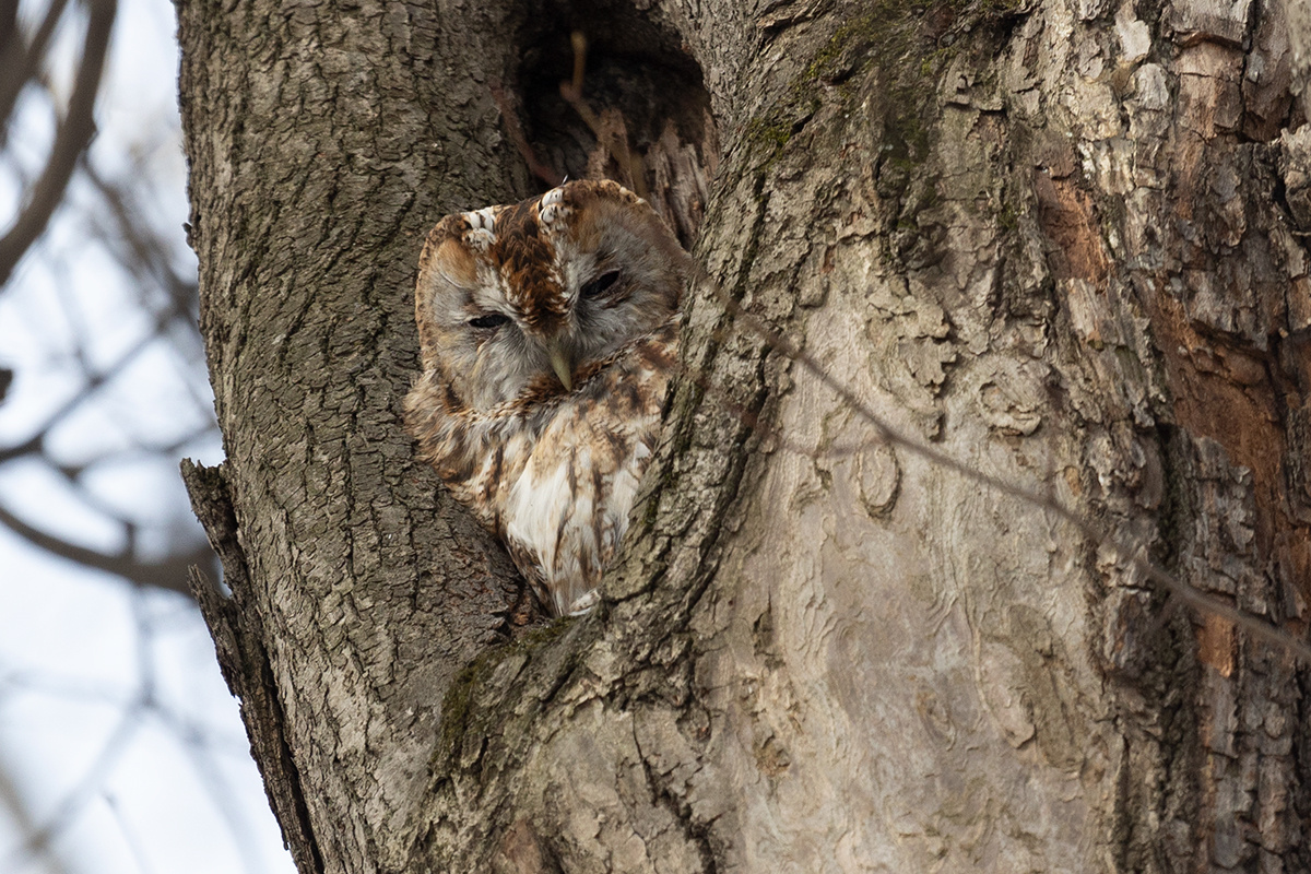 серая неясыть рыжей морфы, Марфа, ставшпая Морфеем