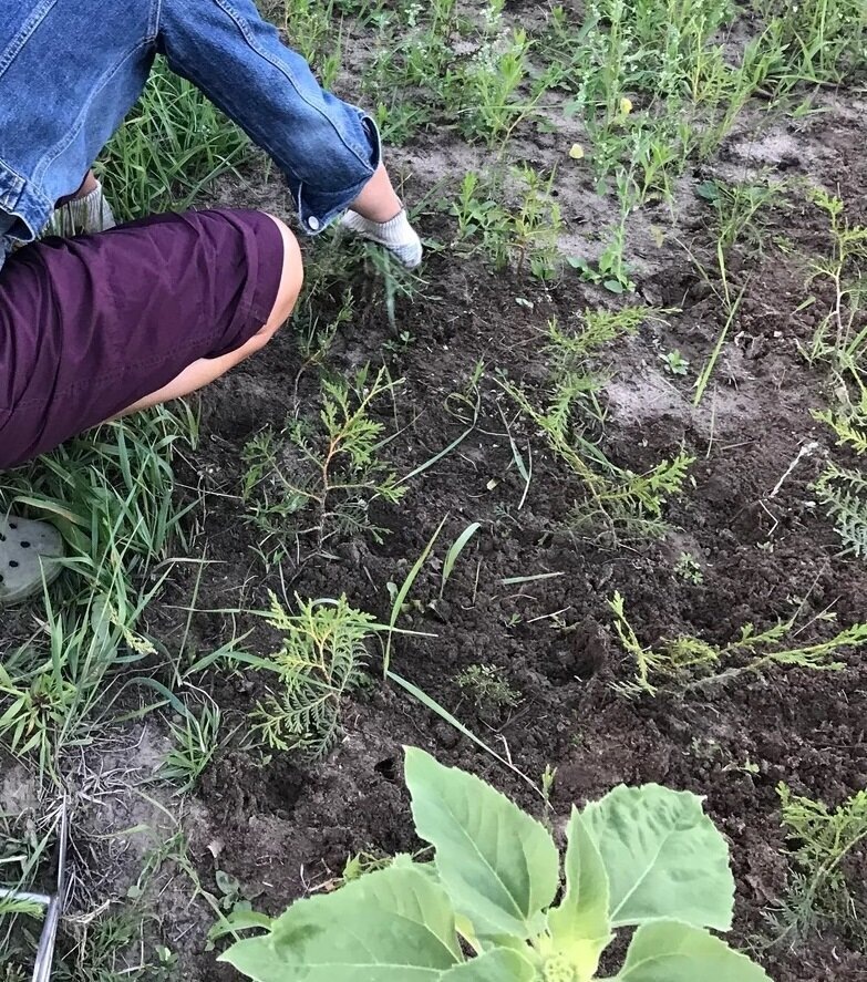 начало лета 2019 - первая прополка укорененных черенков (второй сезон развития). За сорняками их даже было не видно.