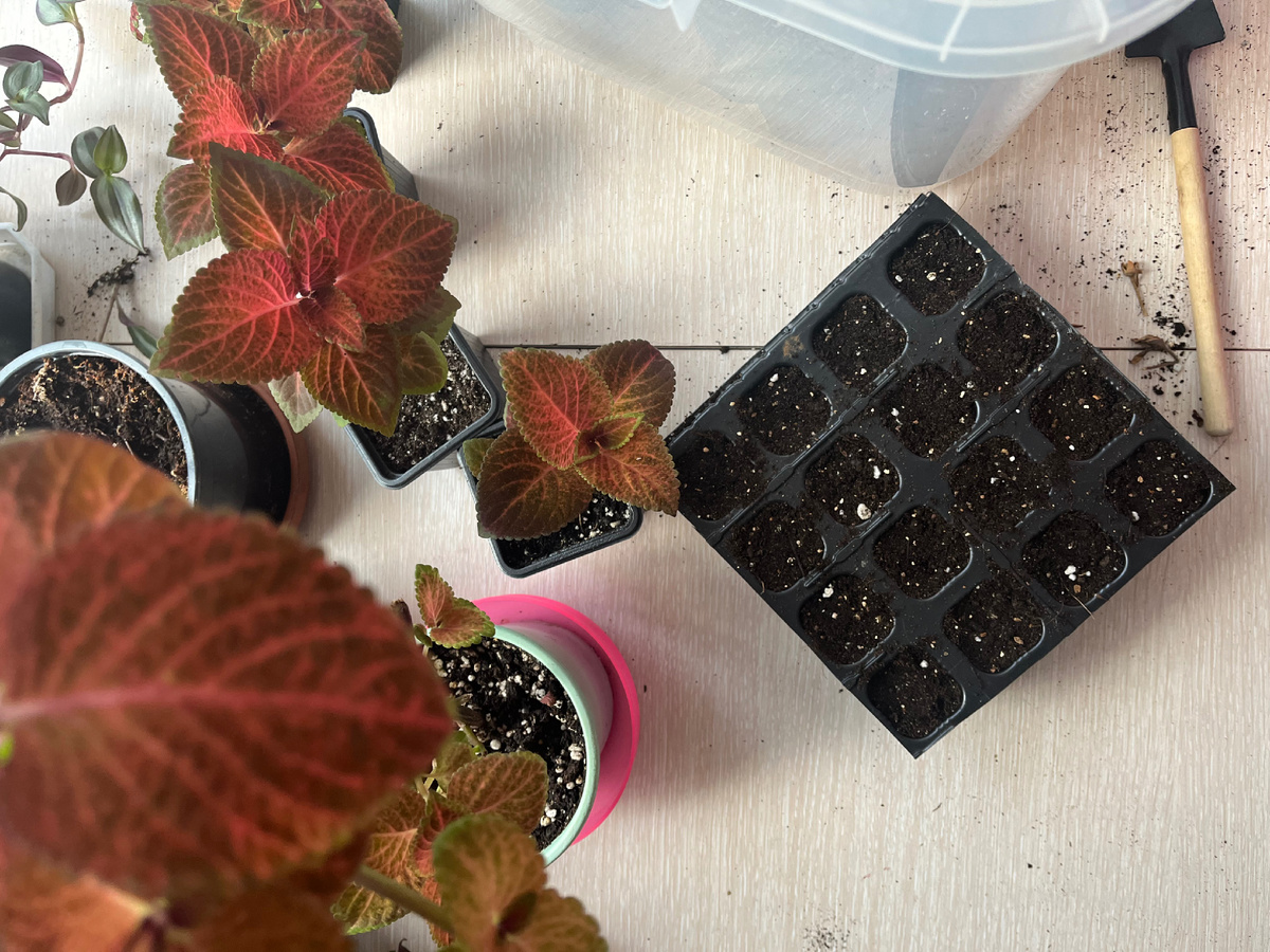 Посев петунии