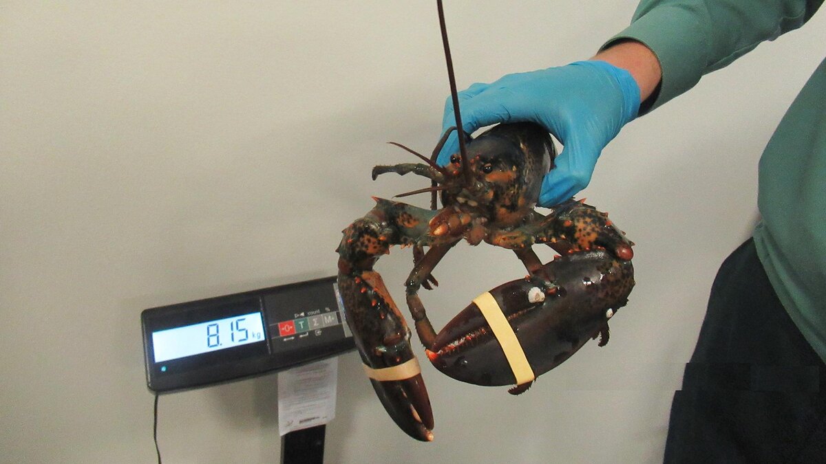    Фото: пресс-служба Пулковской таможни