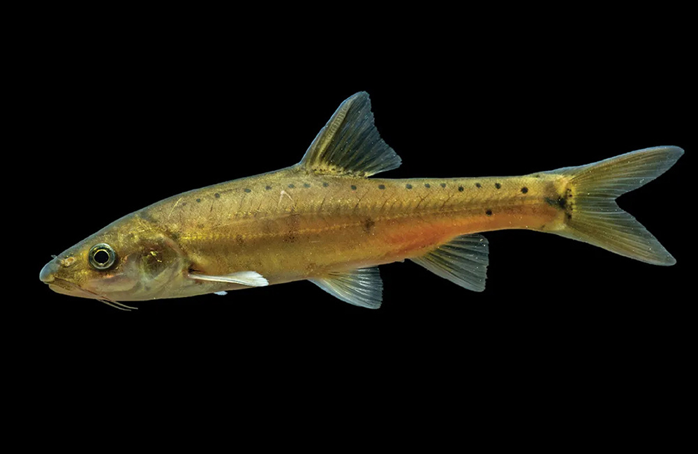     Фото: Xiao et al., Zoosystematics and Evolution, 2025