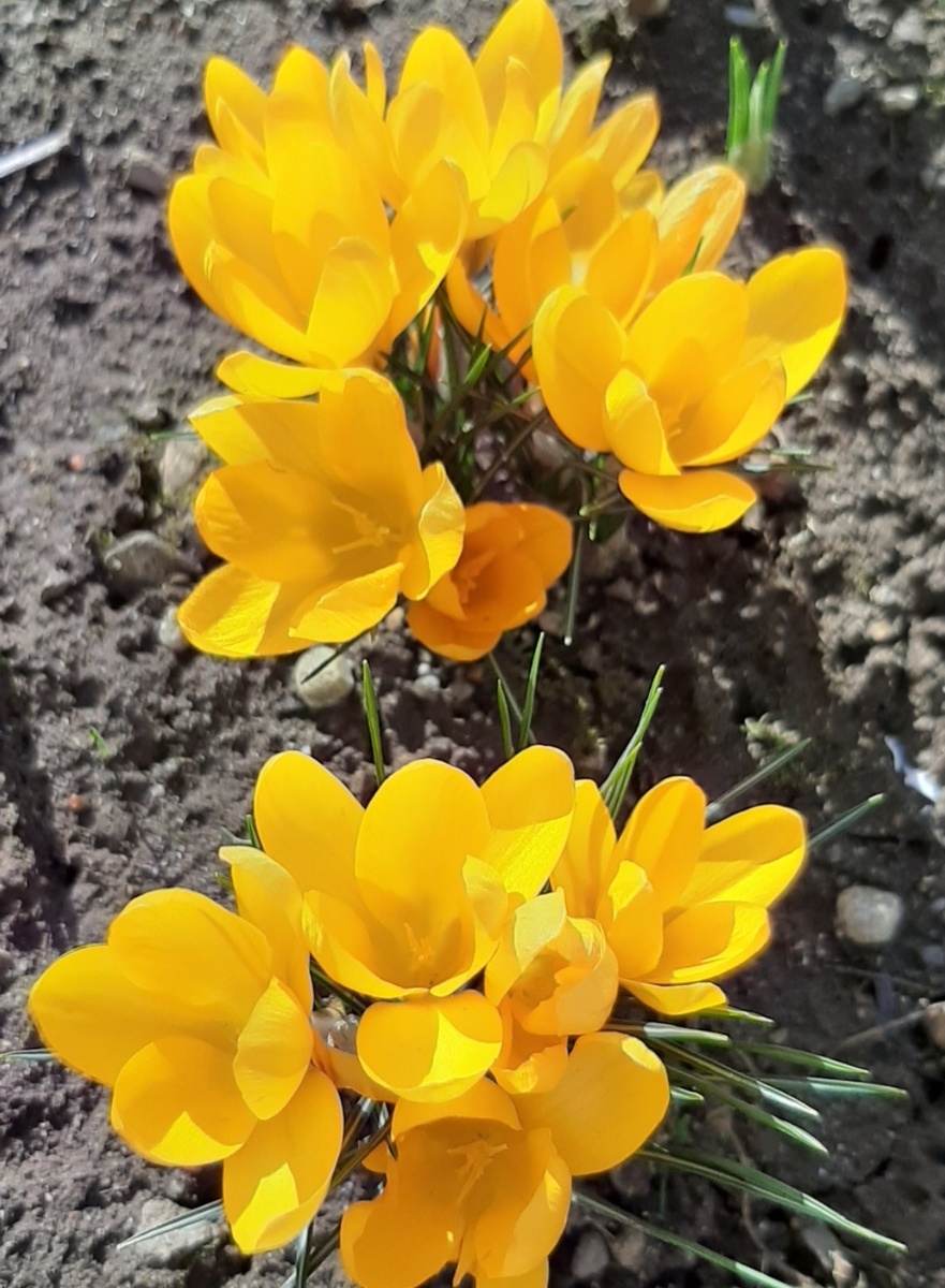 Распустились крокусы на солнце