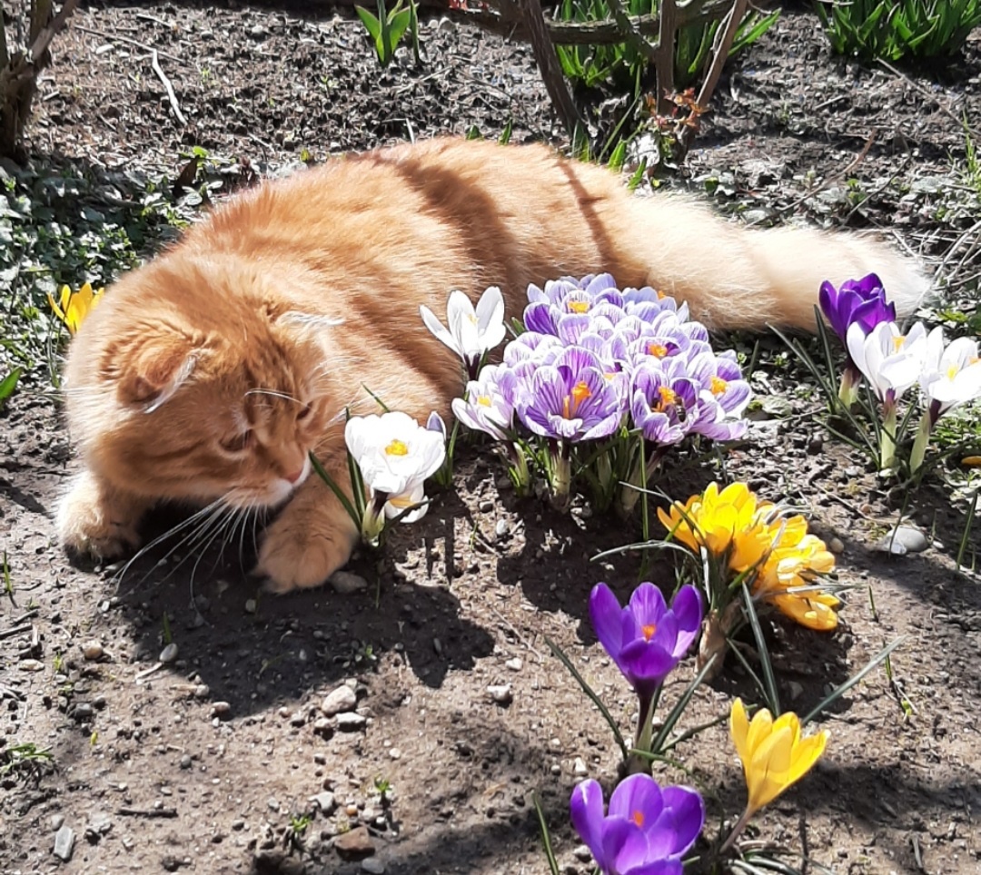 Мой кот - эстет