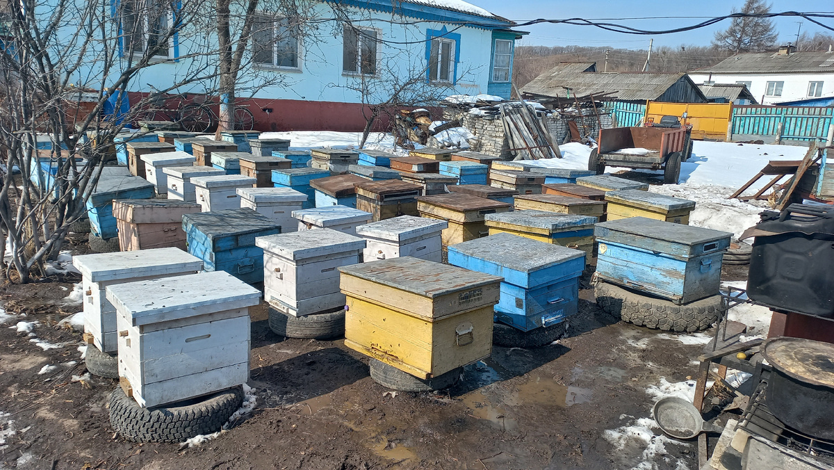 Пасека 2025 года.