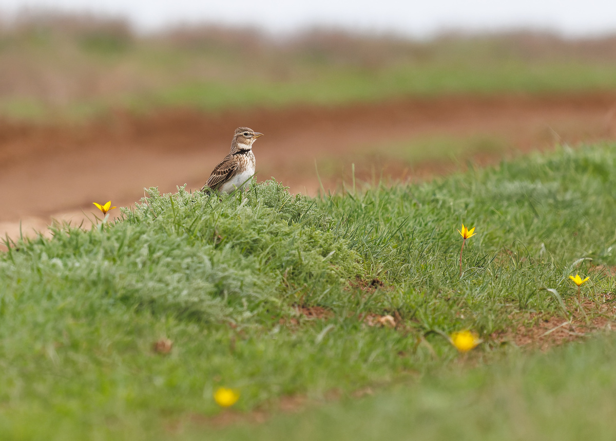 Степной жаворонок и лесные (как ни странно) тюльпаны