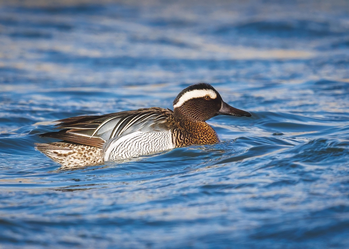 Чирок-трескунок