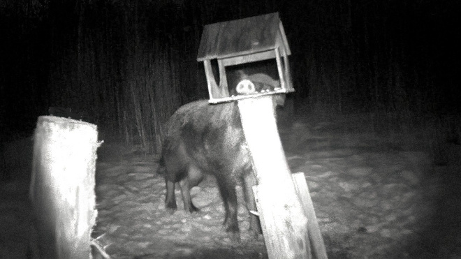 Фото: Ушами филина, Павел Глазков/telegram