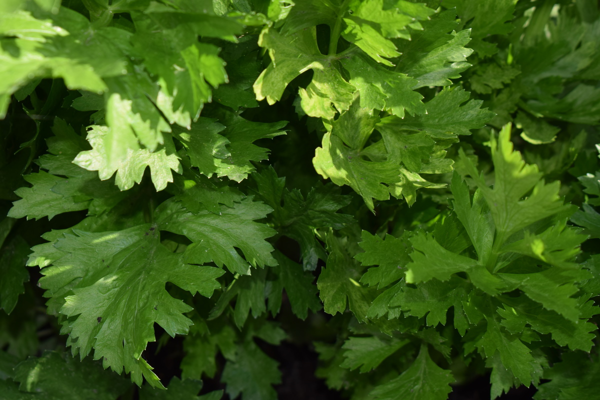 черешковый сельдерей(фото автора)