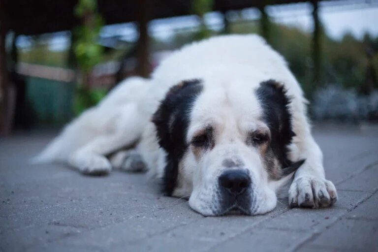    Фото: Общественная Служба Новостей Софья Чулкова