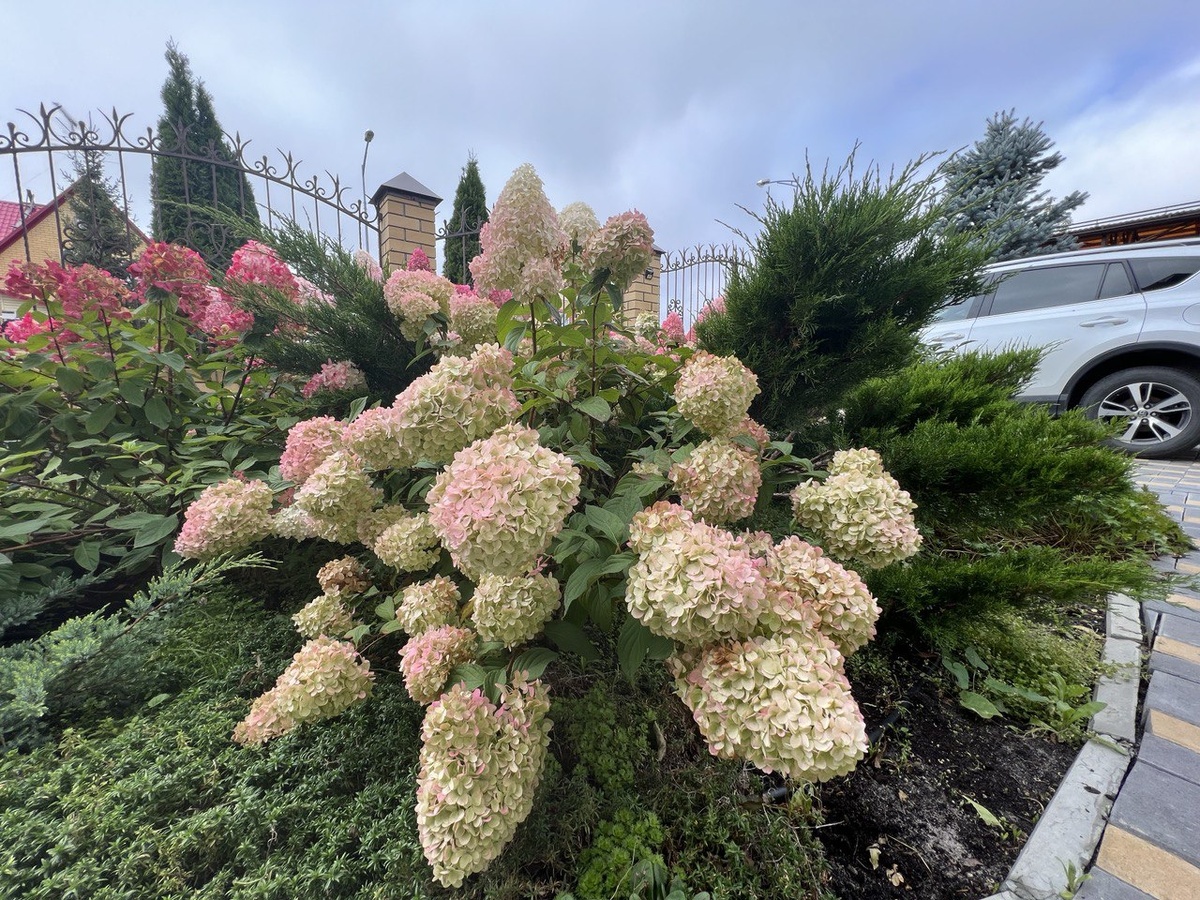 Гортензия Диамантино. Фото автора канала Дом с кипарисами