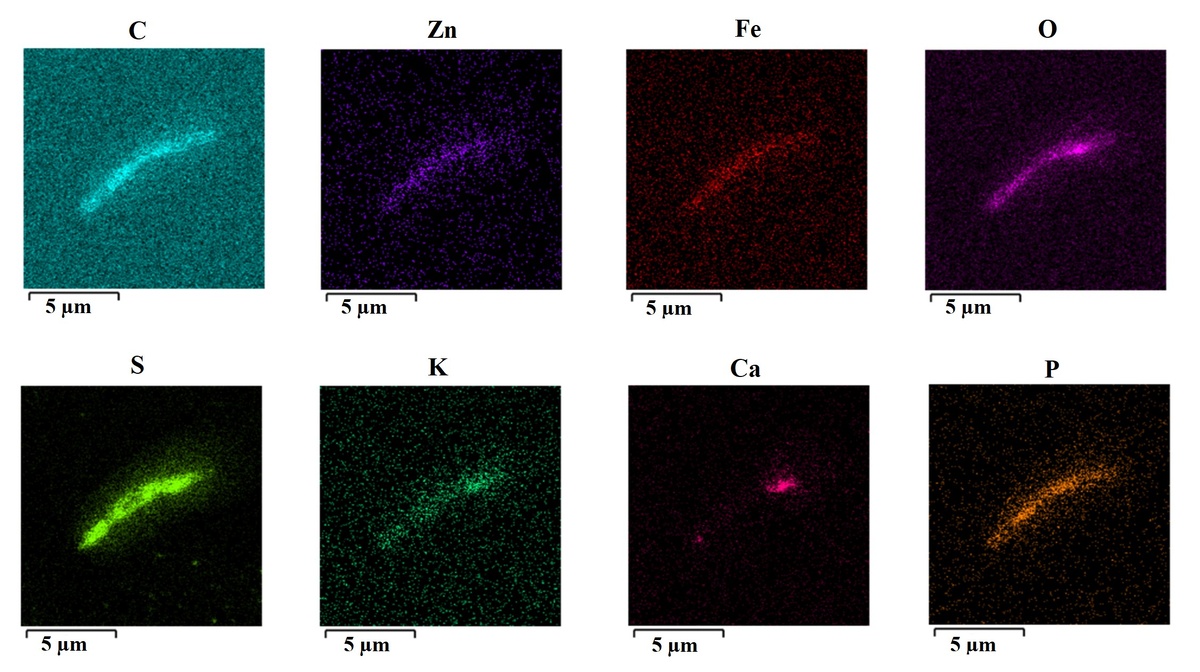 Элементный состав клеток бактерии Sulfobacillus thermotolerans, выращенной в среде с цинком, полученный методом электронной микроскопии