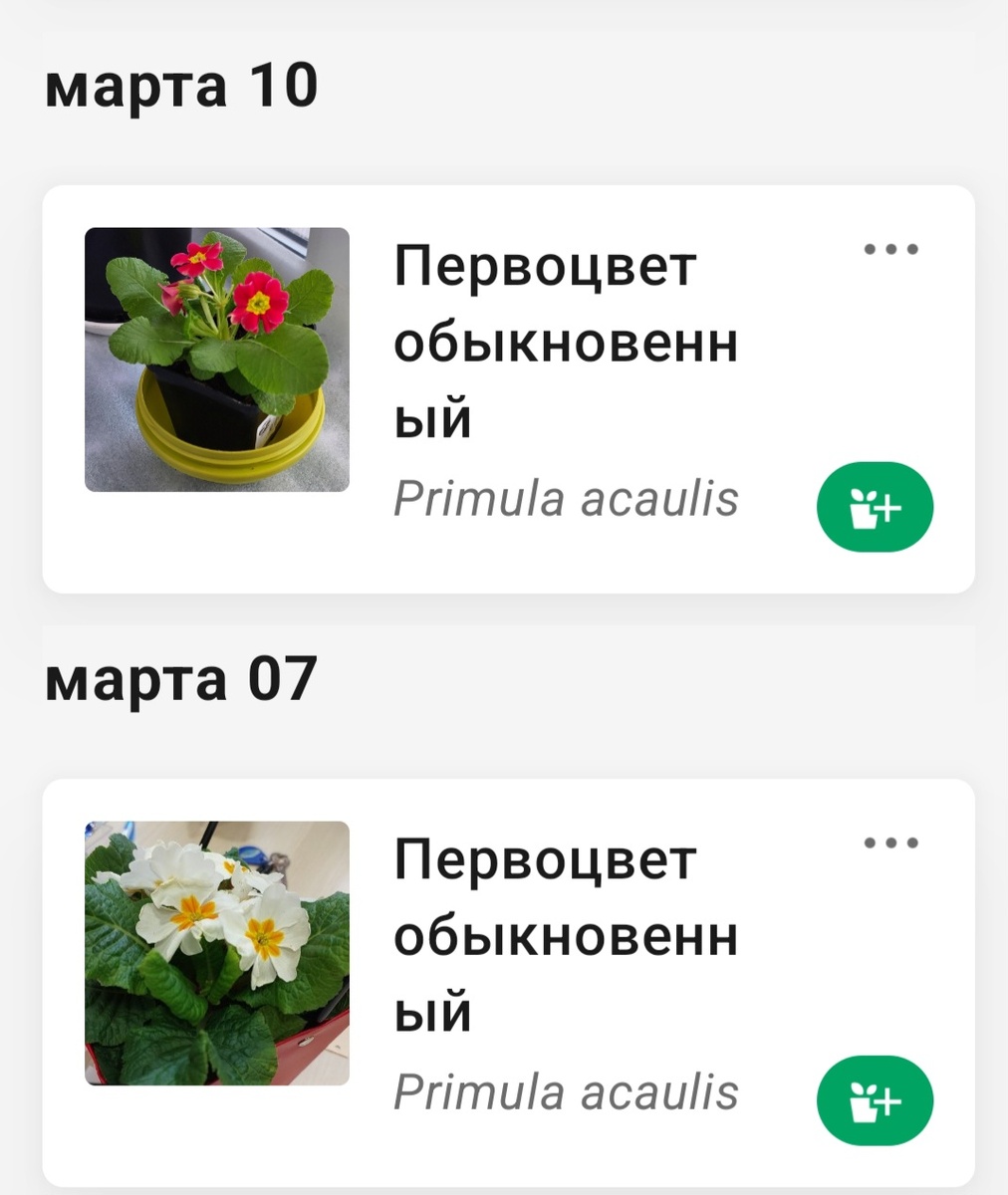 Определитель растений считает что подарены первоцветы обыкновенные. К слову, производитель Пермский край.