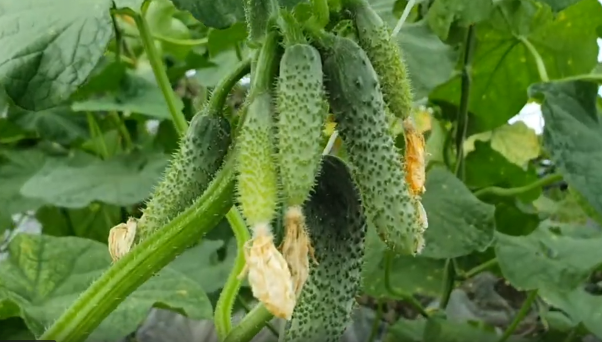 Стандарт 2000 F1