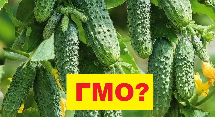 10 лучших гибридов огурцов: как выбрать урожайные и разобраться в заблуждениях о ГМО