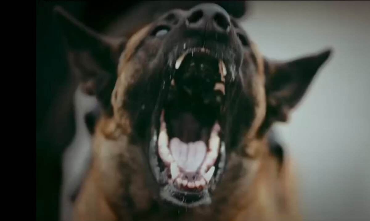 Охрана объектов: Кинологическая служба. Надежно!