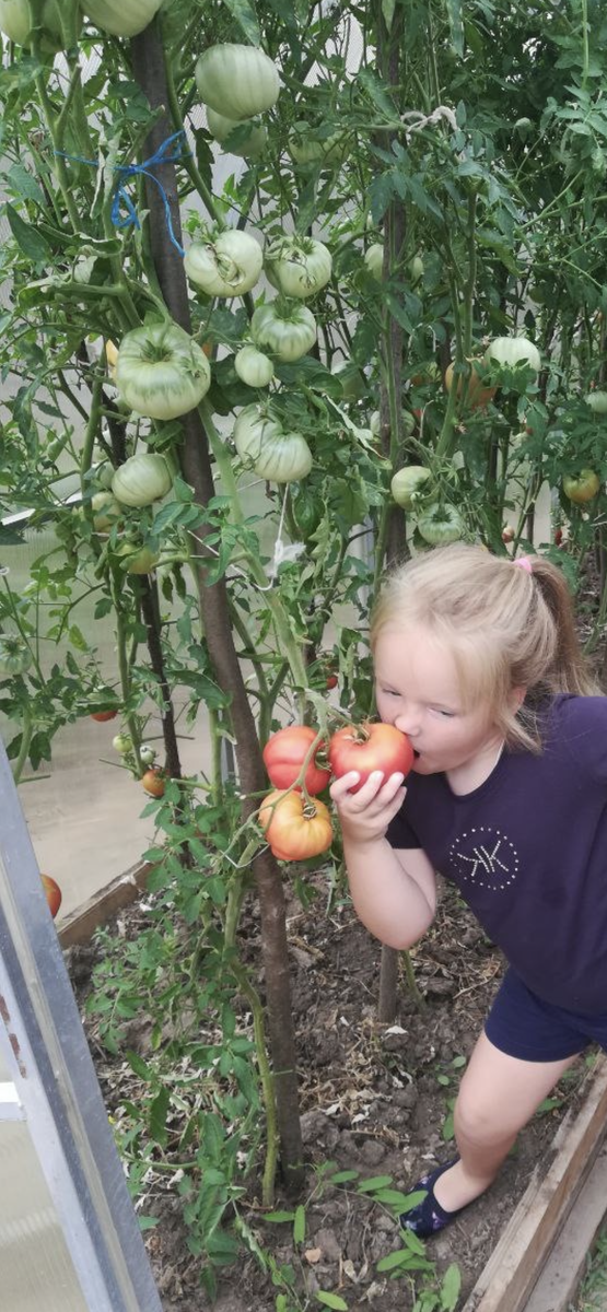 Наш урожай прошлого года. Июль 2024. 