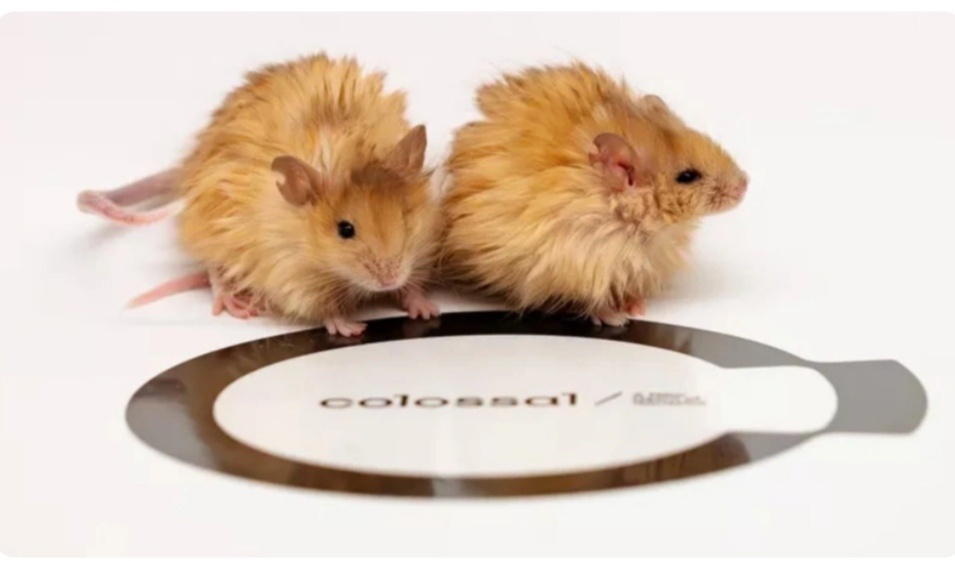 Фото из интернета. Лабораторные шерстистые мыши