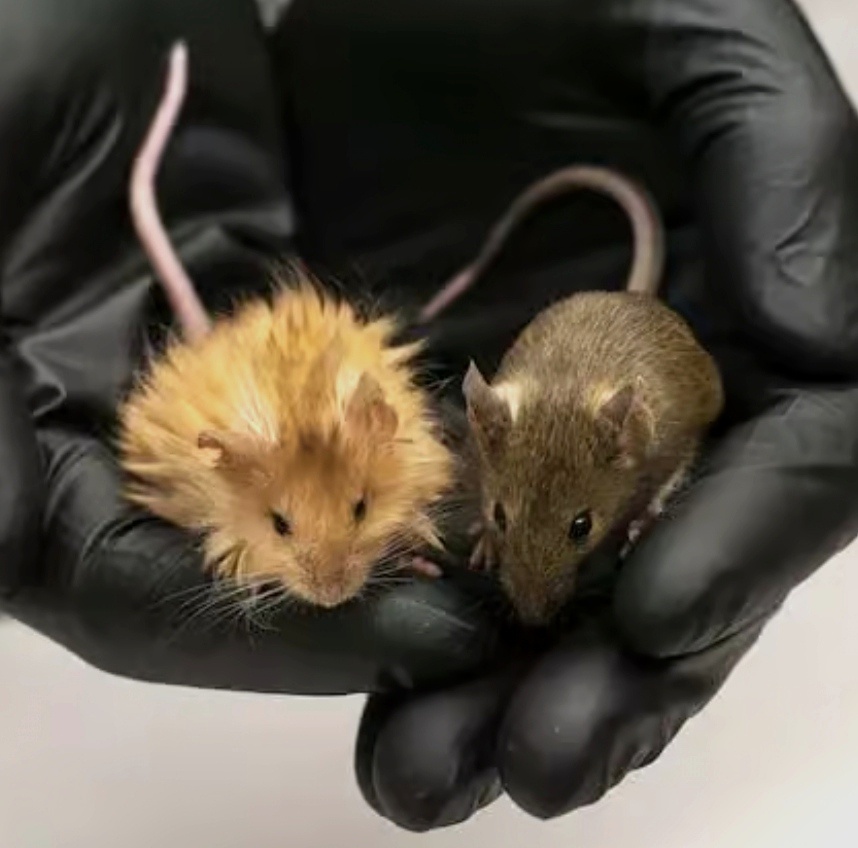 Шерстистая мышь и обычная. Фото из интернета