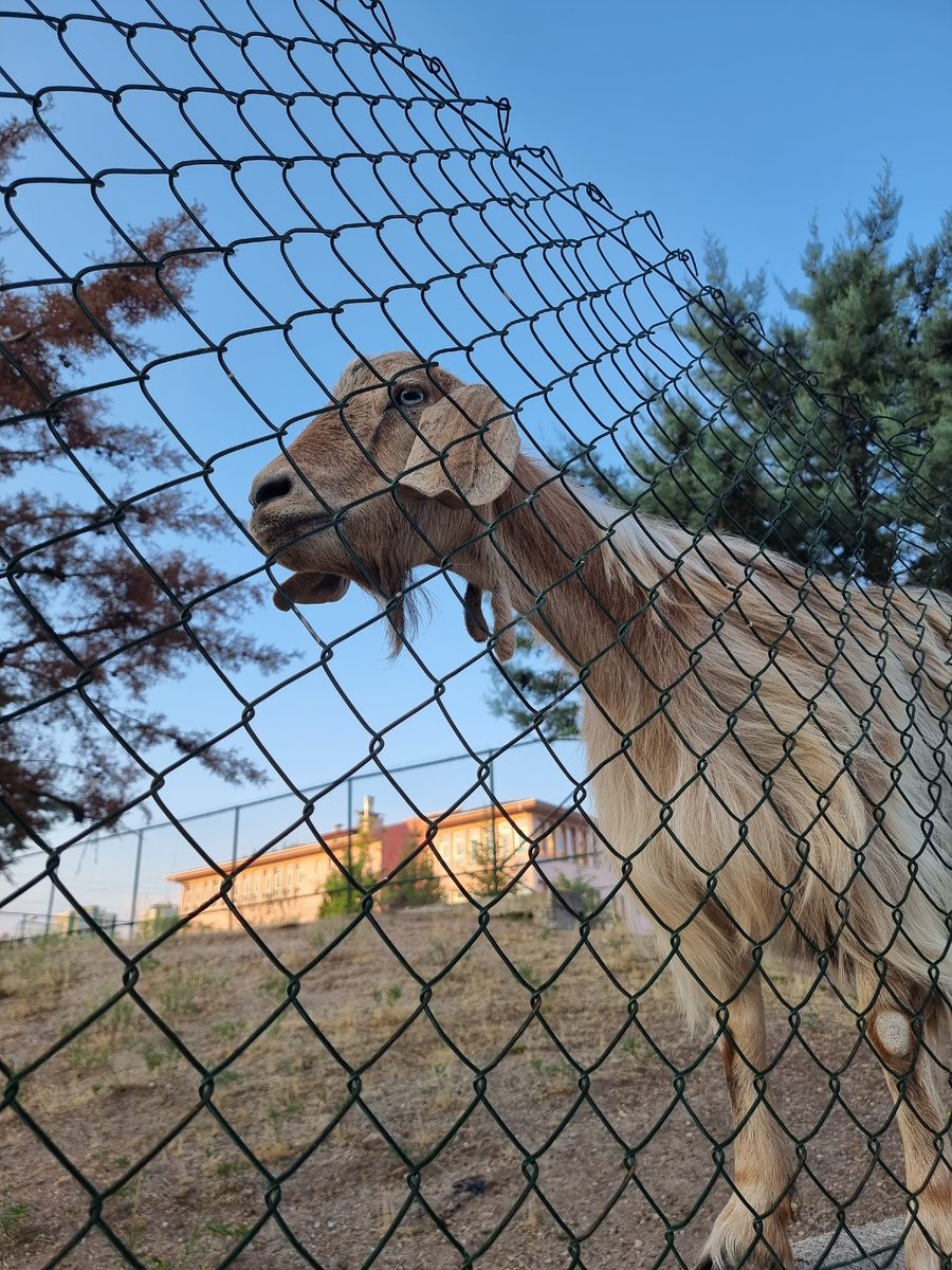 Коза из соседней школы