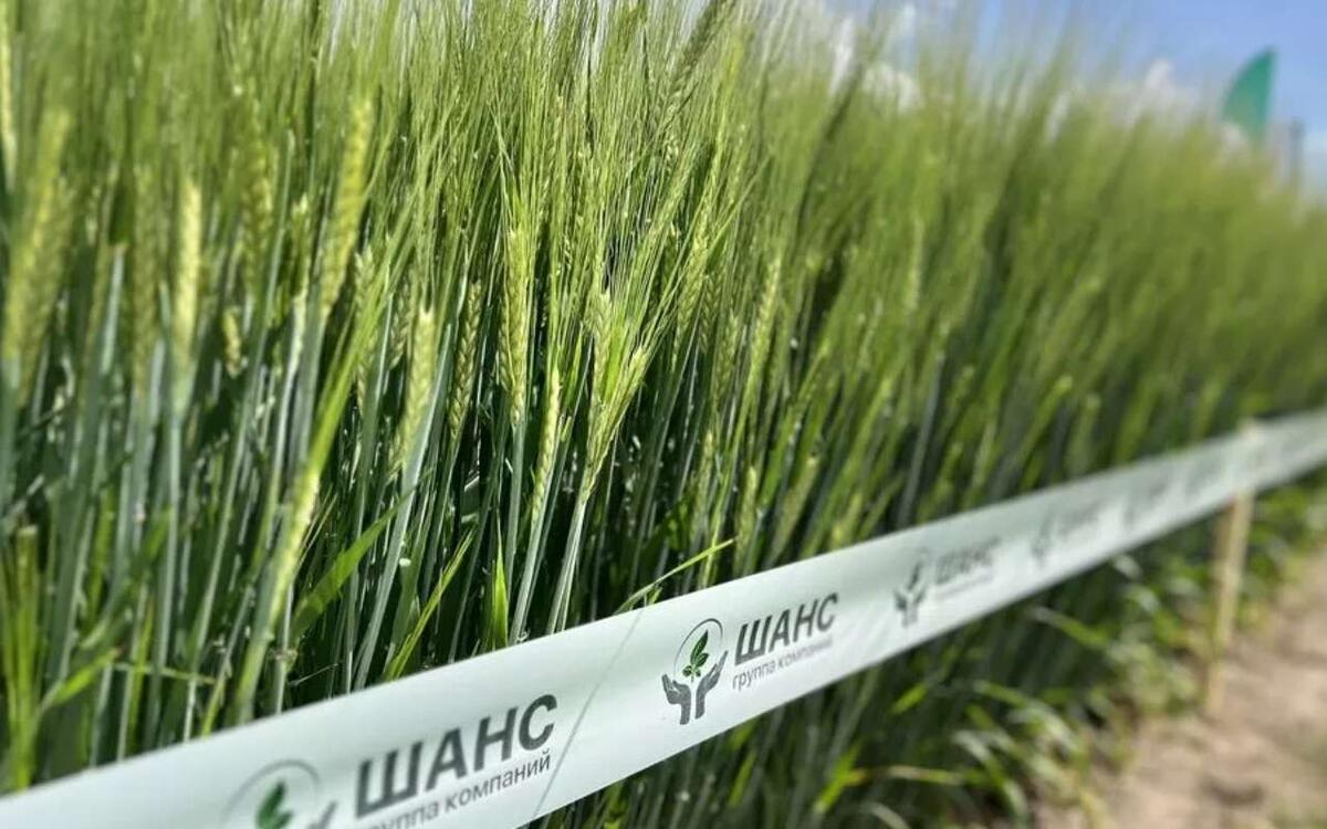    Суд продолжает рассматривать иск соучредителя «Шанс Энтерпрайз» к бывшему владельцу на 2,2 млрд Фото: ГК «Шанс»