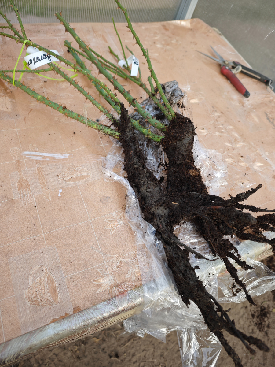 Октябрь 2024 г, саженцы от Оазис от Виктории