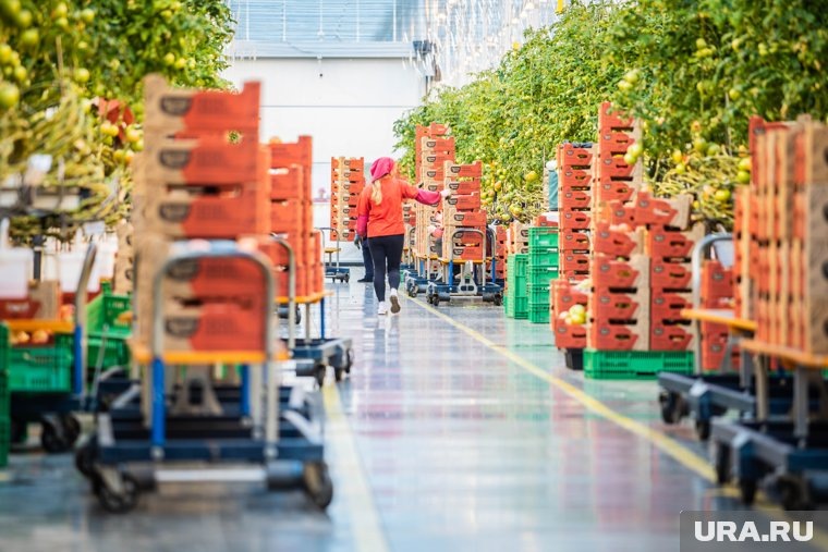    Россияне стали покупать больше томатов и огурцов «премиум»