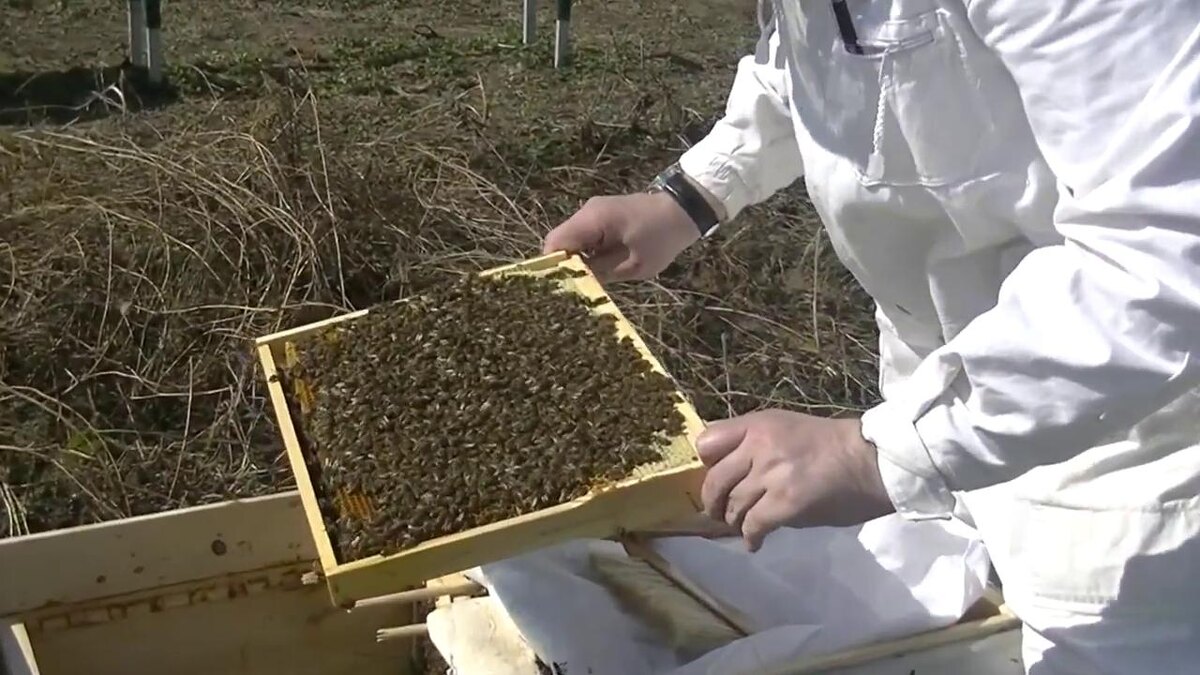 Облёт пчёл весной. Пчеловодство для начинающих 2025