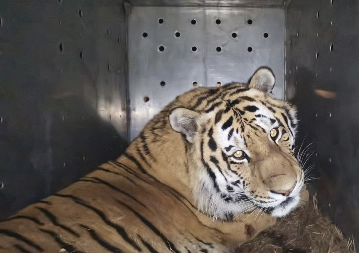 Фото взято: @minles_pk/ Конфликтный тигр изъят из естественной среды обитания в Хасанском муниципальном округе