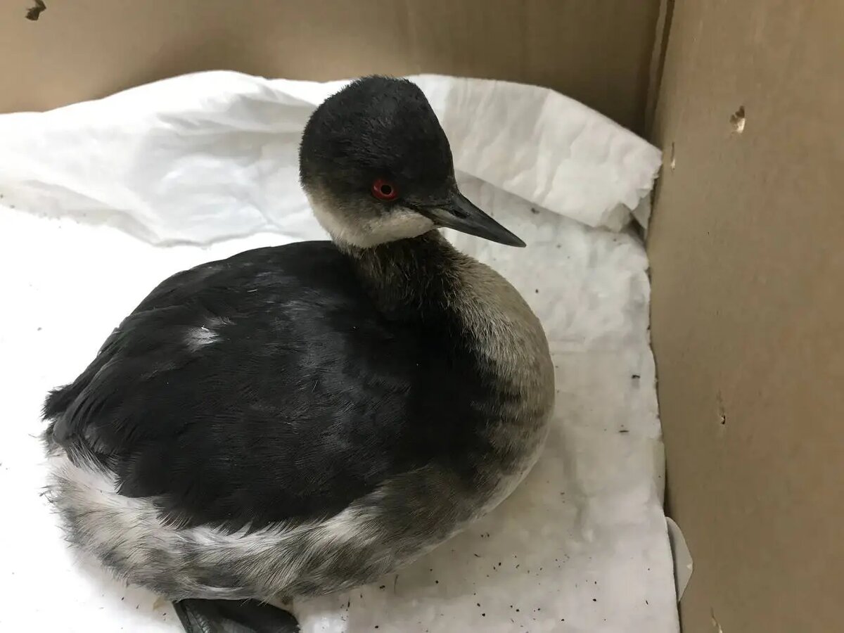     © Пресс-служба СГО. Александр Блинов