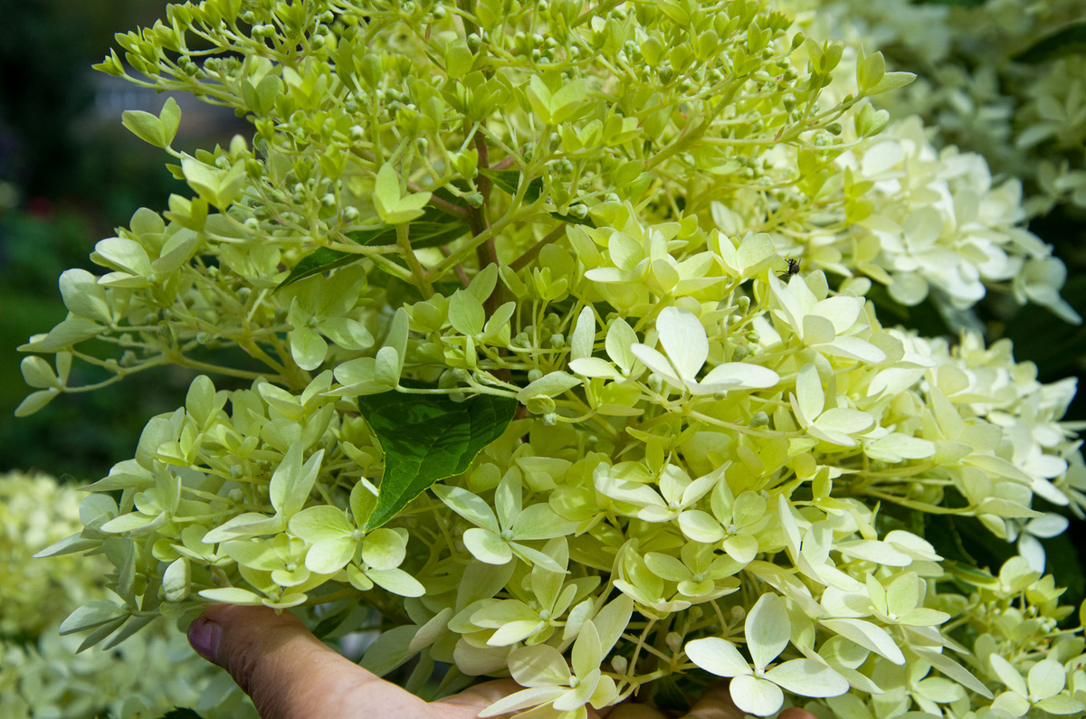 Гортензии моего сада. Фото Зеленой Стрекозы