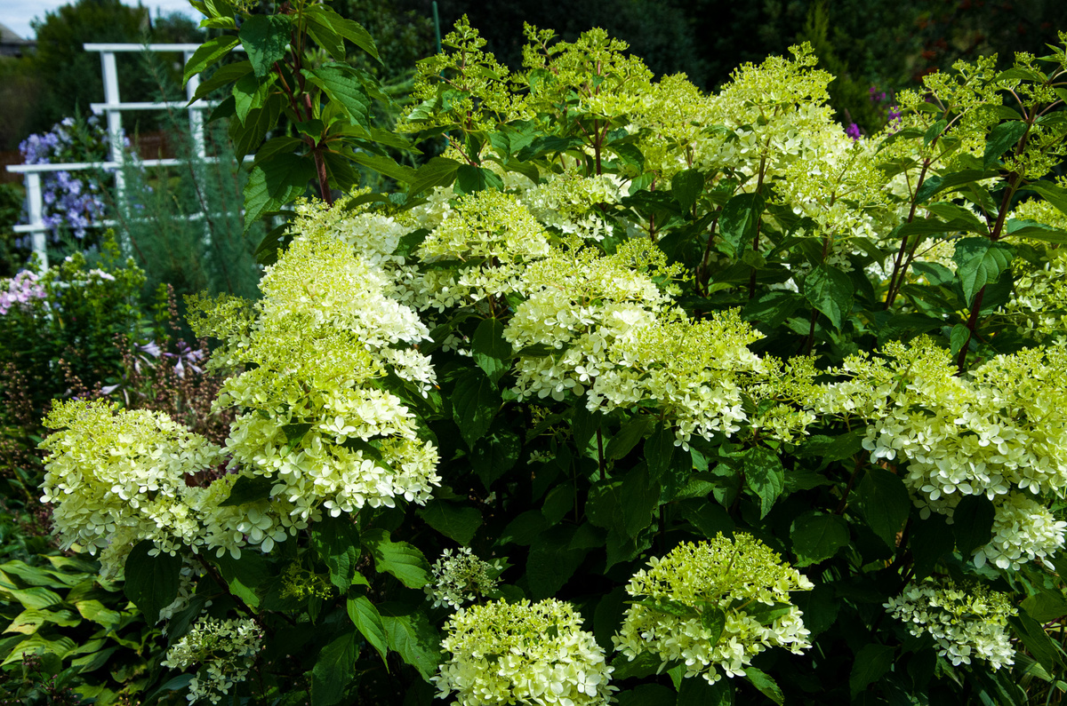 Гортензии моего сада. Фото Зеленой Стрекозы