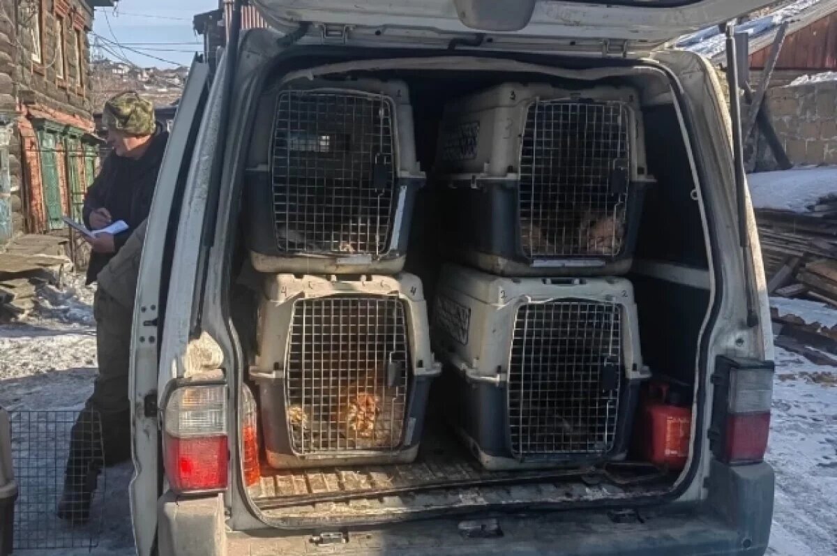    Собак изъяли у мужчины и увезли в приют.