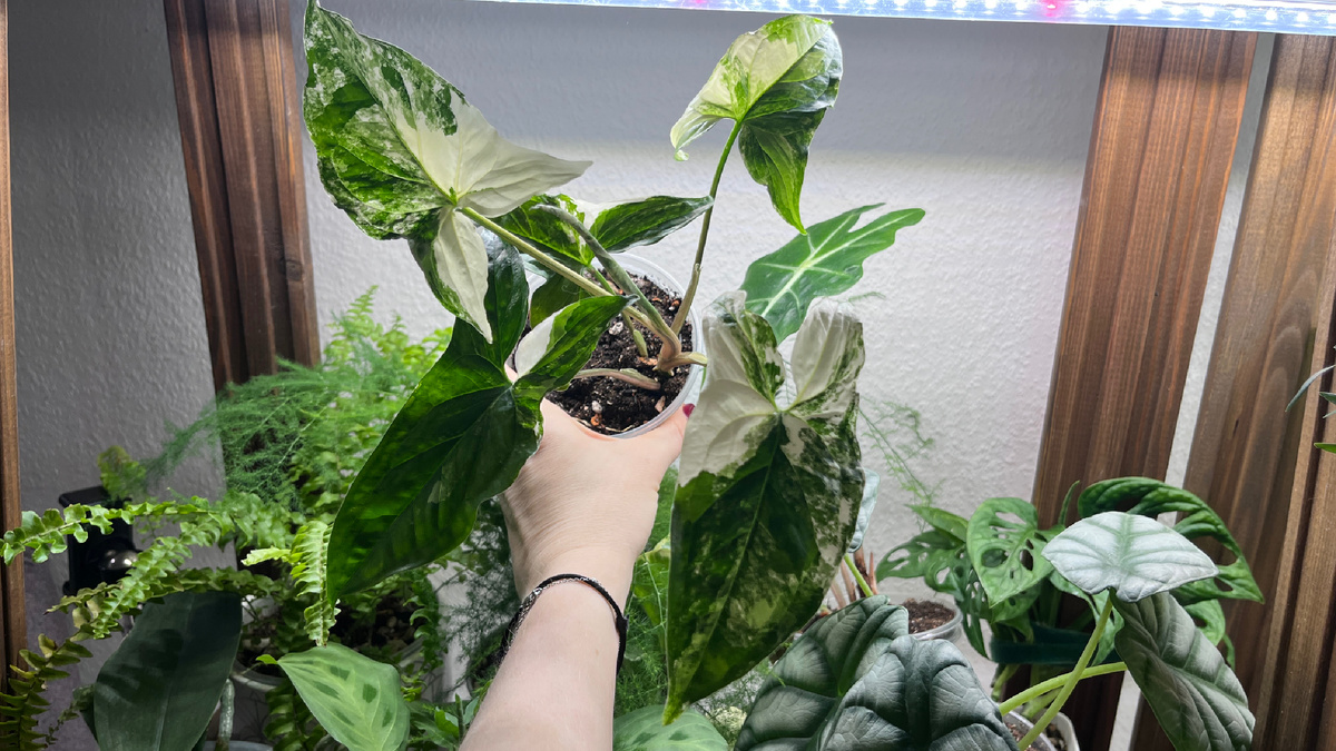 Фото из личной коллекции.