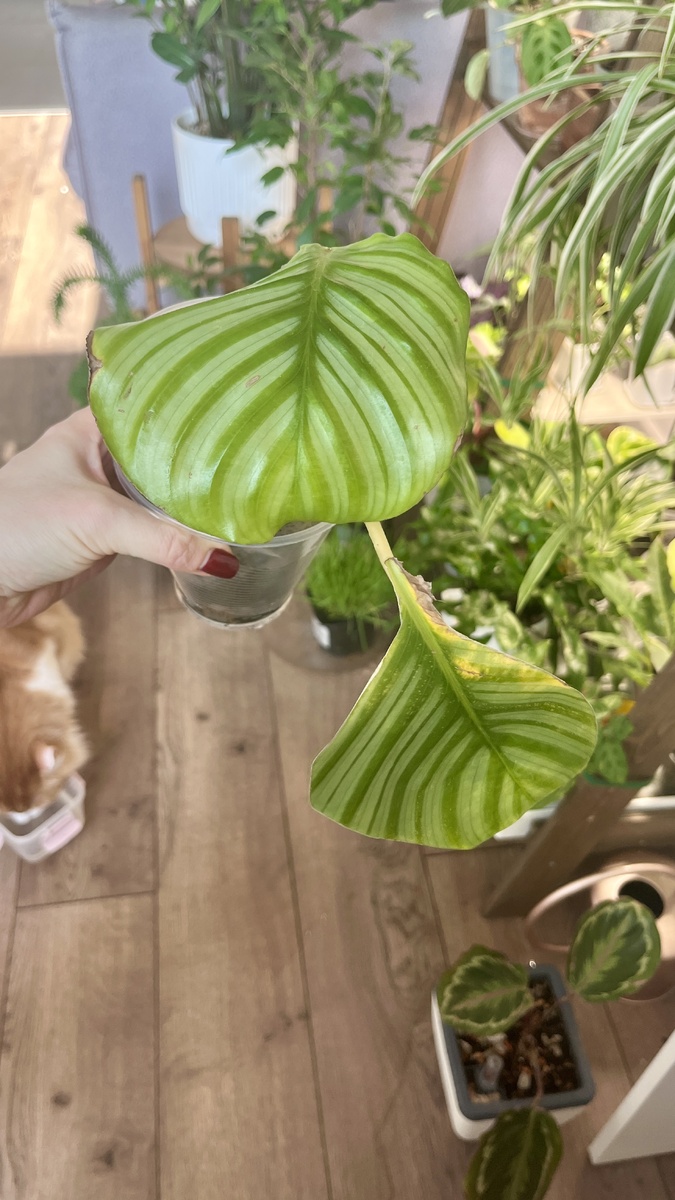 На орбифолию было грустно смотреть! 