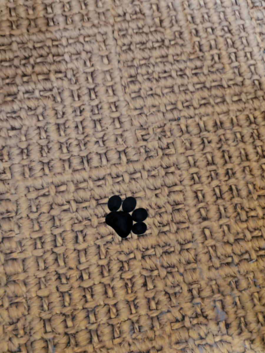 на линолеуме нарисованы вот такие лапки, по которым надо идти. Я со своим зрением не сразу поняла, что это лапка.