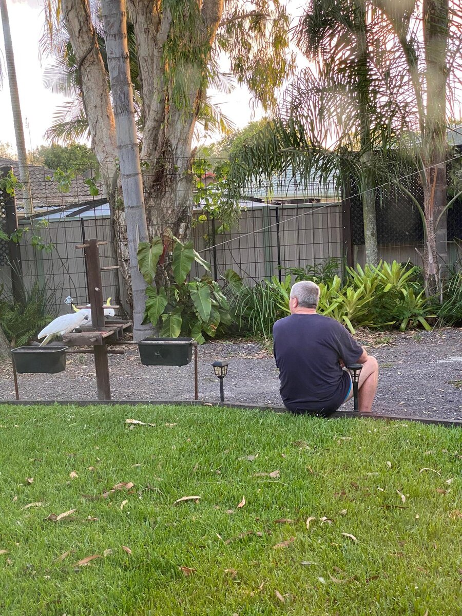 Терри кормит попугаев, Австралия