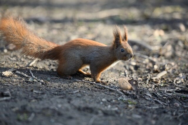    Фото: «АиФ-Калининград»/ Александр Мелехов