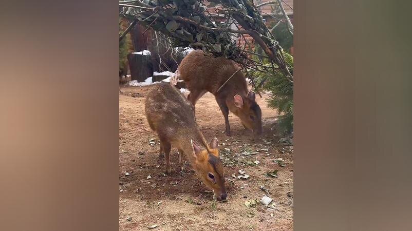    Фото: пресс-служба Ленинградского зоопарка