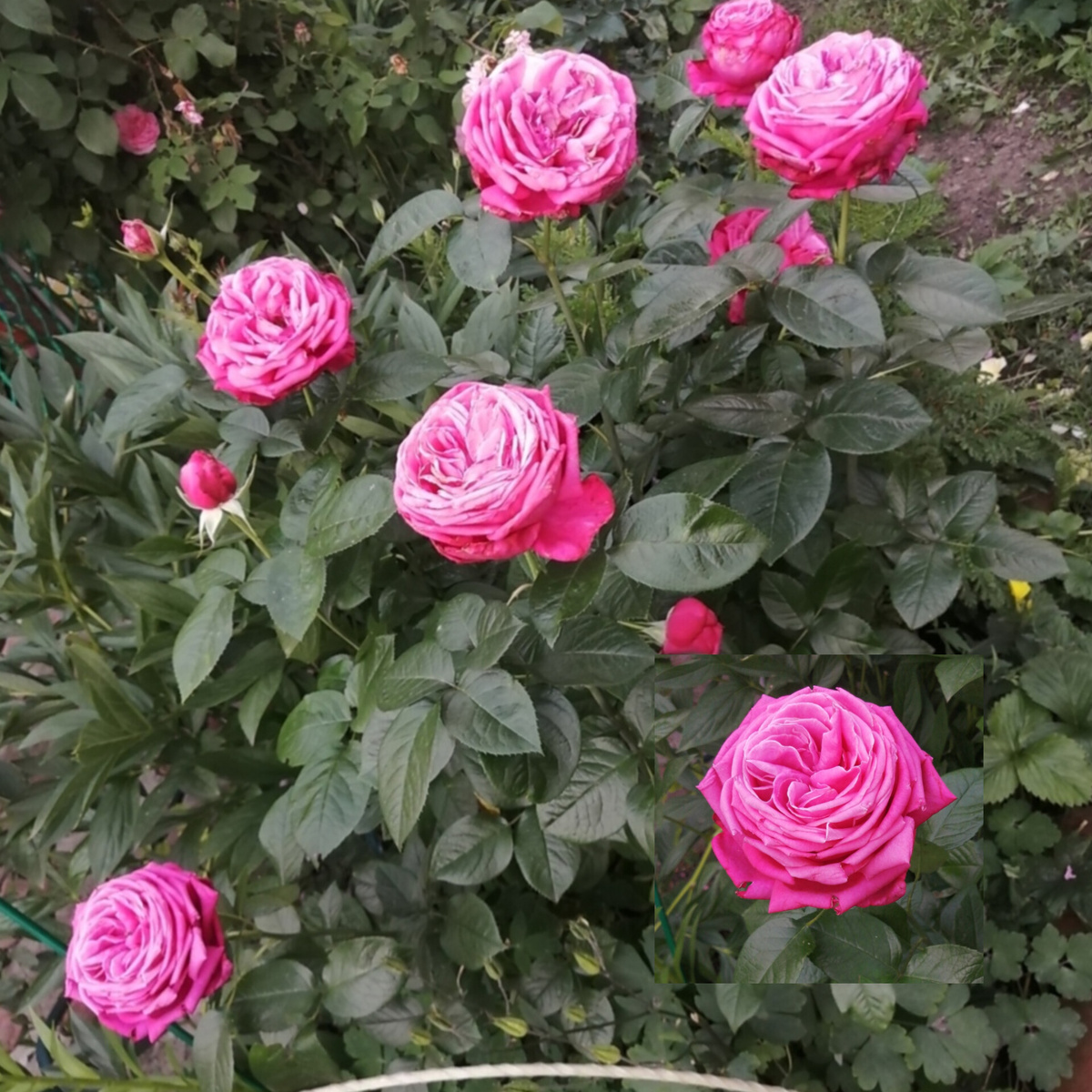 Senteur Royale. Фото из архива автора. Коллаж. 