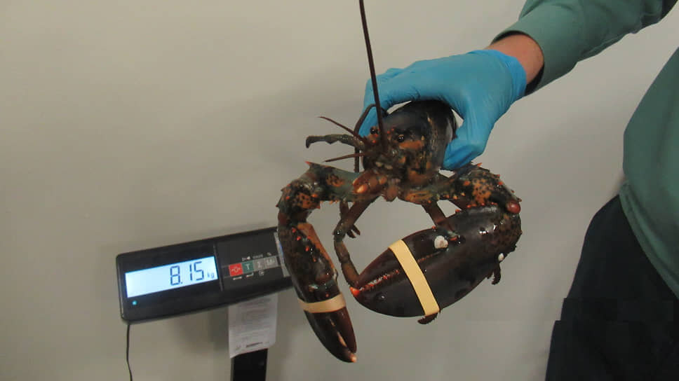 Омары, найденные в багаже пассажира из ОАЭ.📷Фото: ФТС России