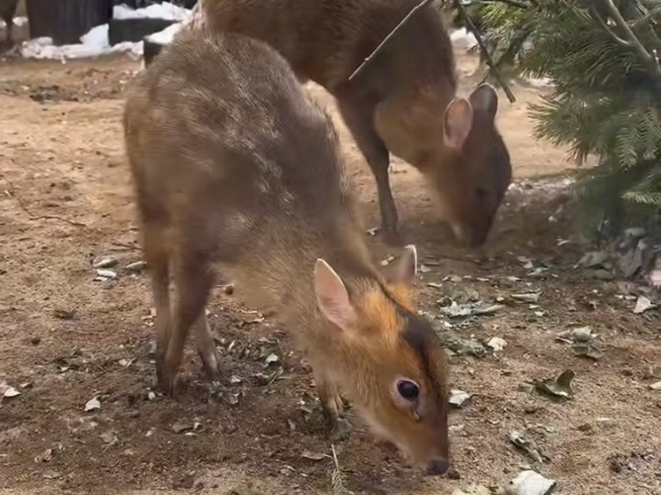     У Артура и Офелии, двух оленей, недавно родился оленёнок. Фото: пресс-служба Ленинградского зоопарка