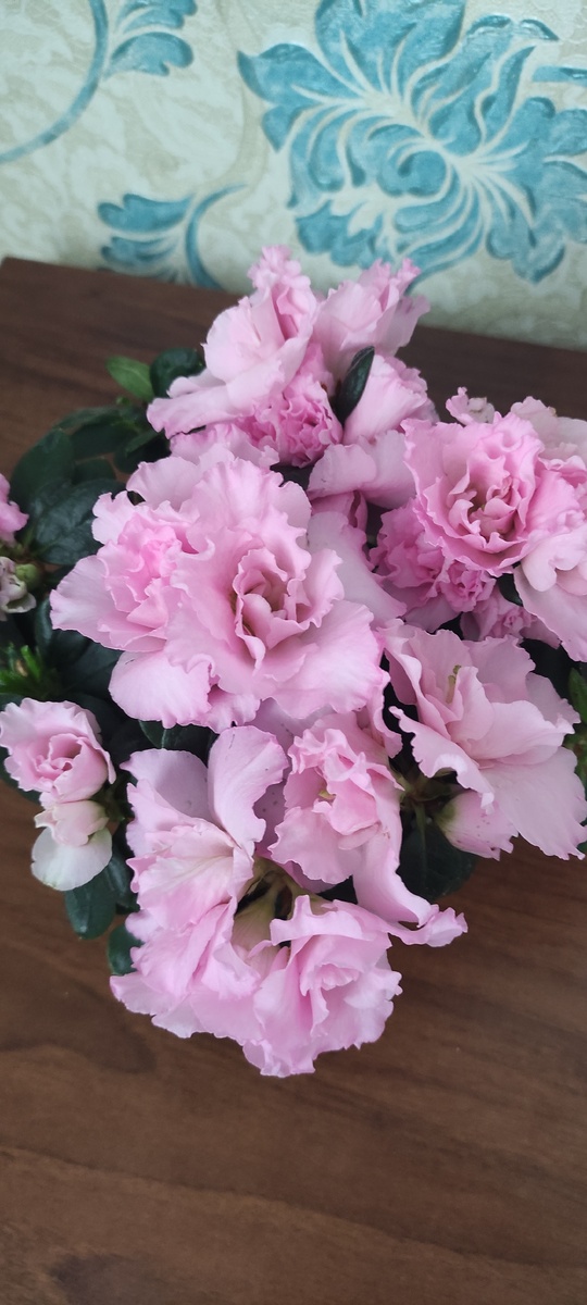 Азалия в горшке. Уже пересадила😁